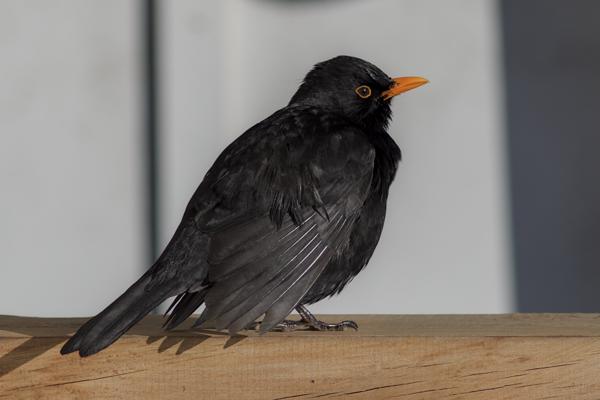 2025-07-21 A Prideful Blackbird