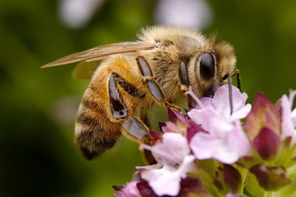 2026-02-21 BEES!!!